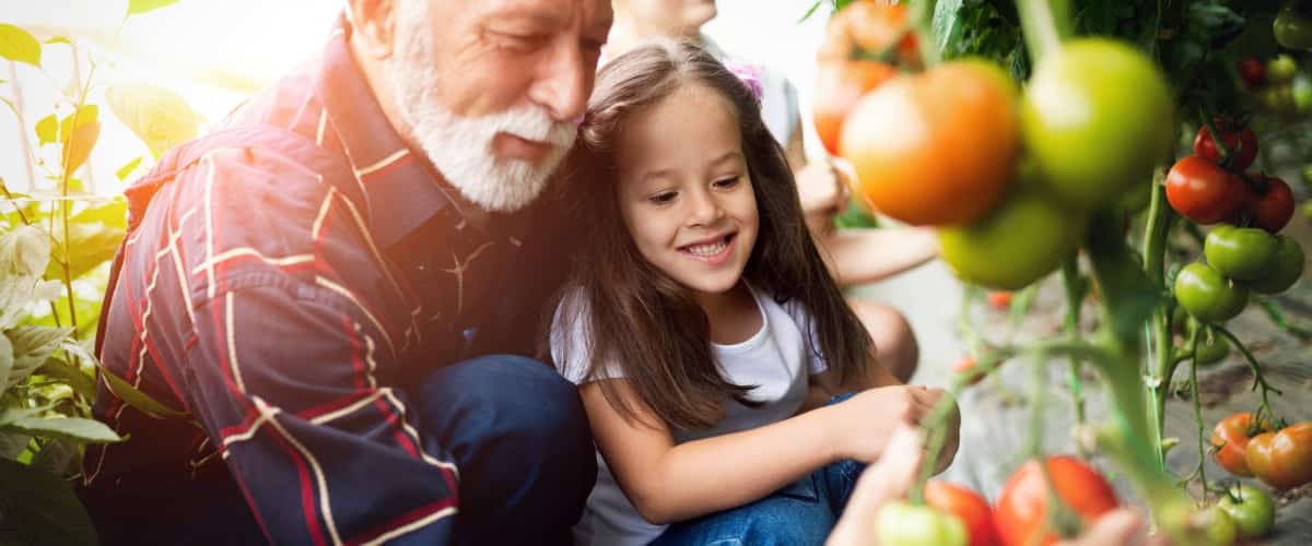 An older man with his granddaughter in the vegetable garden