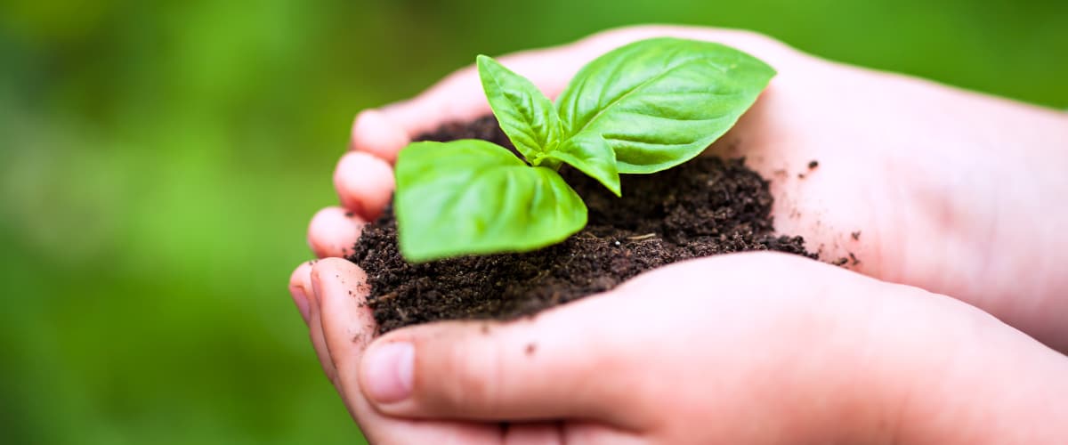 A small child holds a plant seedling in their cupped hands